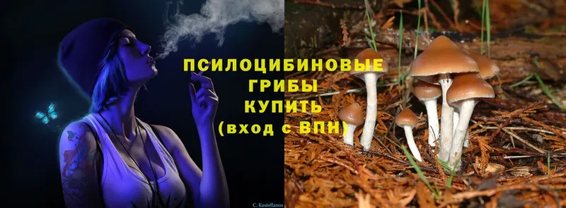 купить   Зверево  Псилоцибиновые грибы Magic Shrooms 